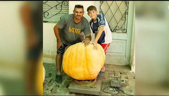 zapallo gigante
