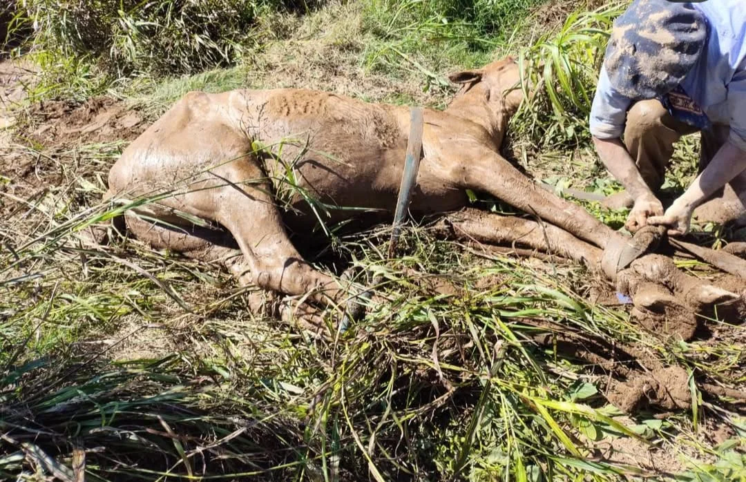 WhatsApp Image 2026-03-22 at 20.53.29caballo1