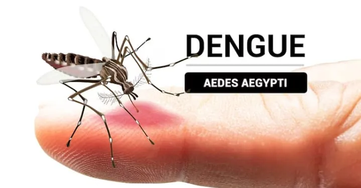 dengue