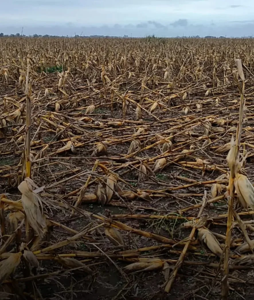 WhatsApp Image 2026-04-04 at 21.16.50deheza33