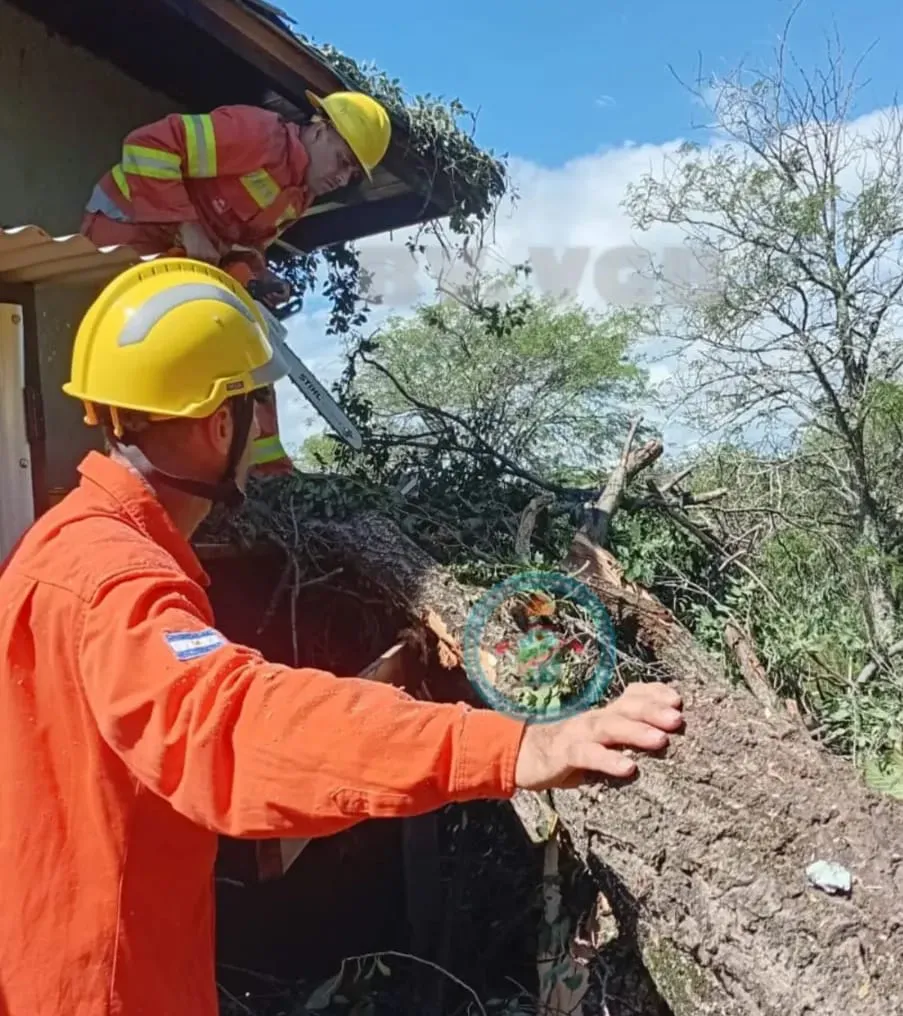 WhatsApp Image 2026-02-19 at 19.50.54arbol blegrano39399