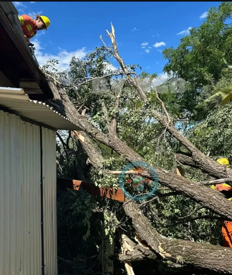 WhatsApp Image 2026-02-19 at 19.50.54arbol belgrano3