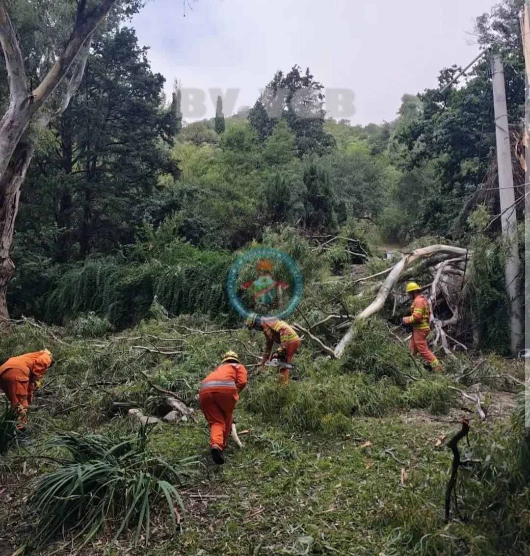 WhatsApp Image 2026-02-16 at 10.44.58arbol blegrano3