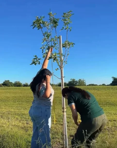 WhatsApp Image 2026-03-25 at 20.54.42arboles59595