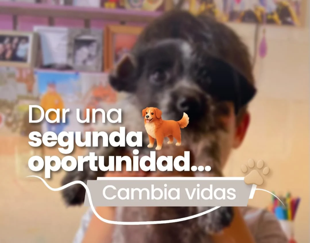f18215a1-1d71-4779-8821-3ad28f7e57f5perros22