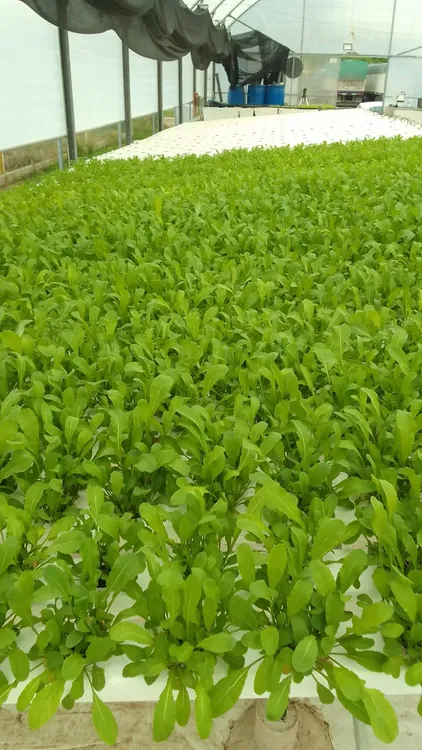 hidroponia6