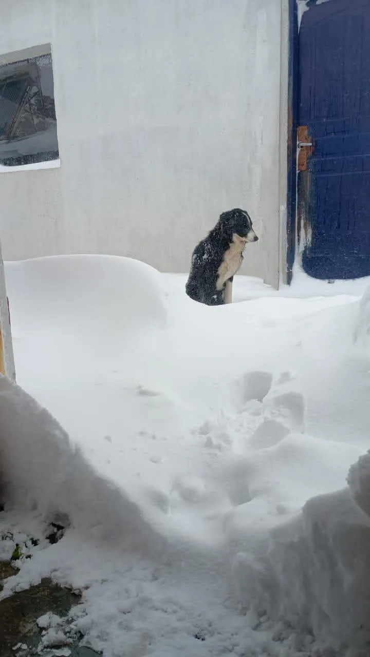 nieve1