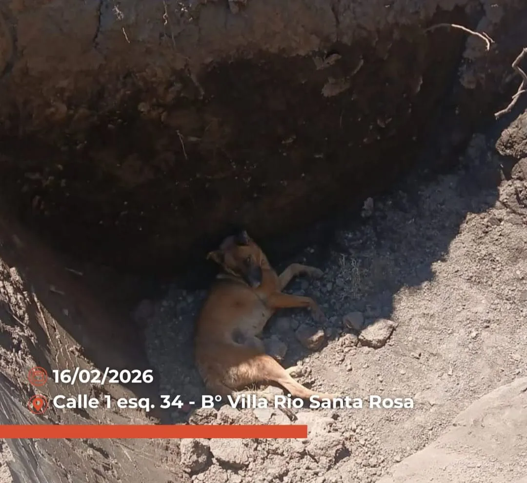 WhatsApp Image 2026-02-16 at 20.55.23rescate perro2