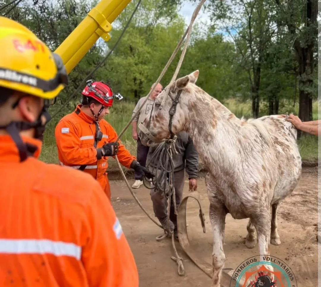 WhatsApp Image 2026-04-07 at 19.51.06caballo12