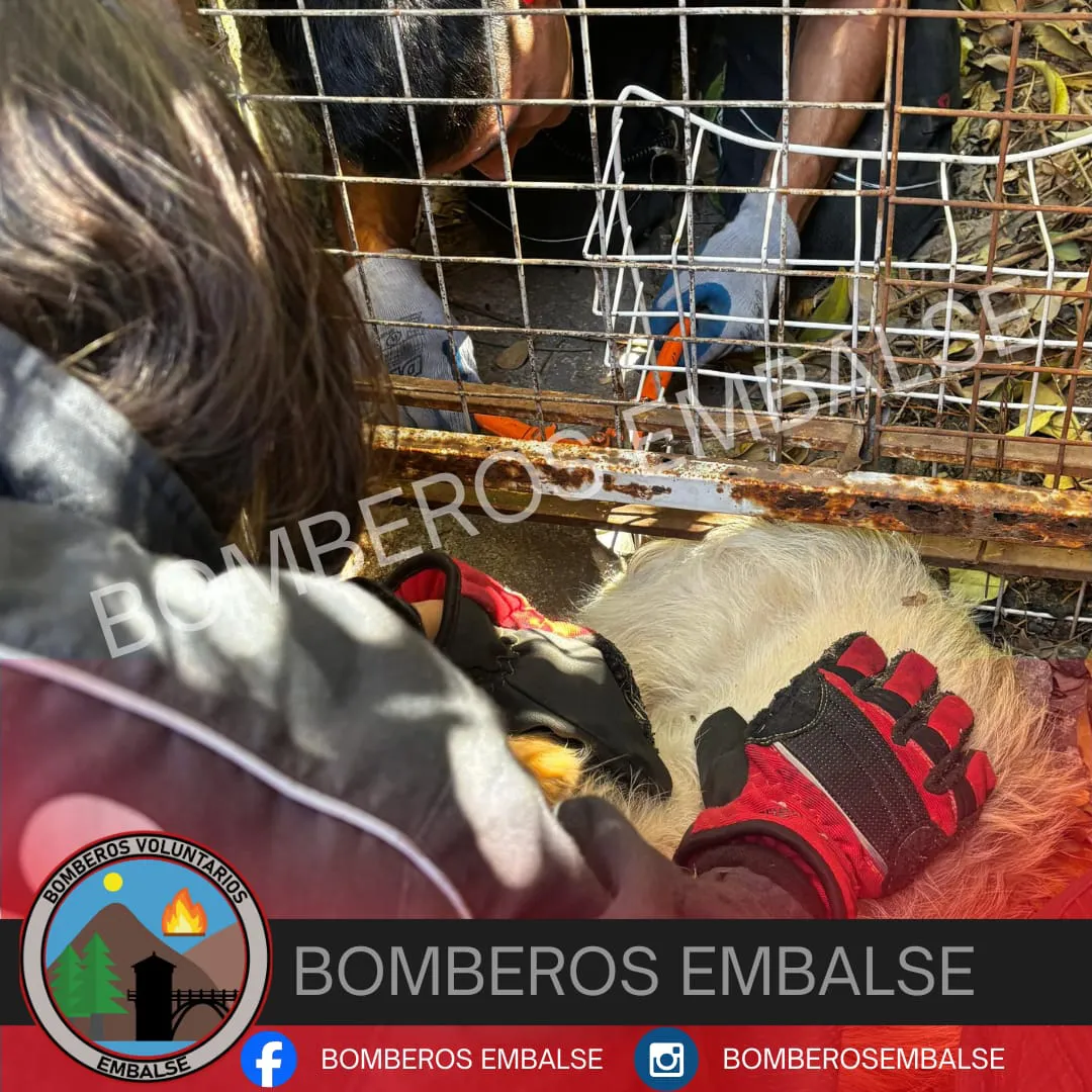 bomeros rescate perro2