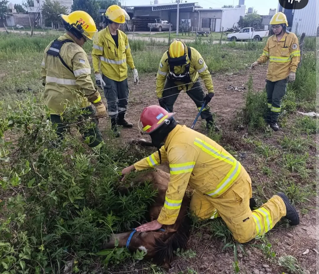 WhatsApp Image 2026-02-08 at 23.16.51potrillo4