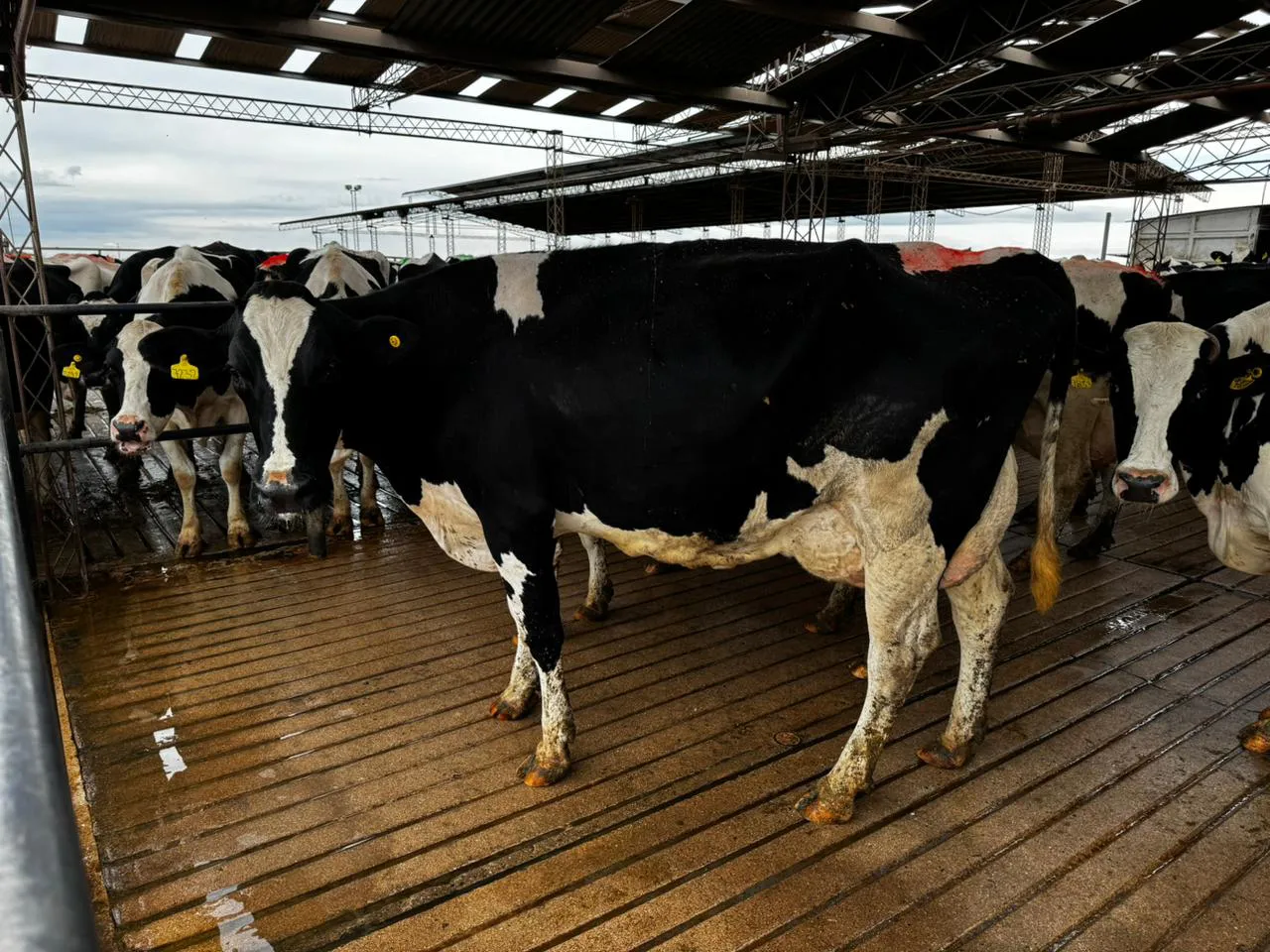 vaca ganadora3