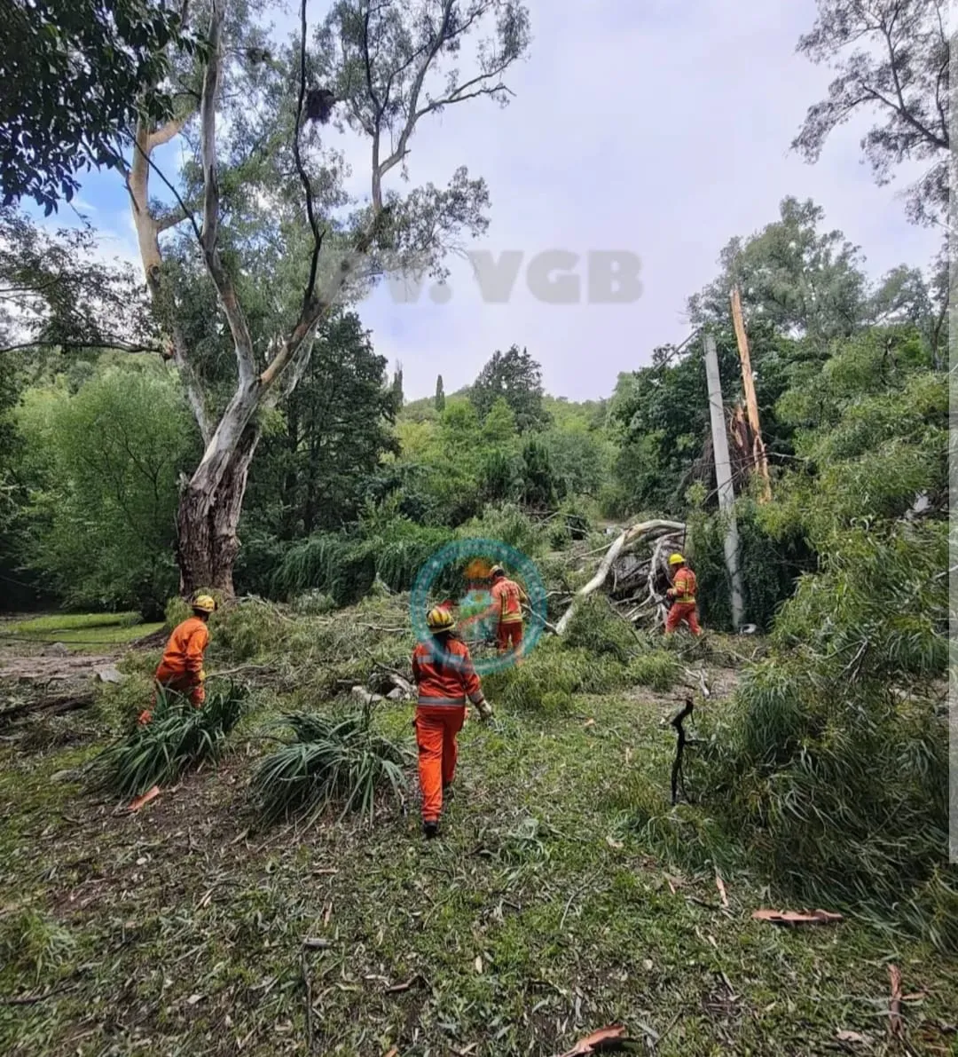 WhatsApp Image 2026-02-16 at 10.44.58arbol belgrano2