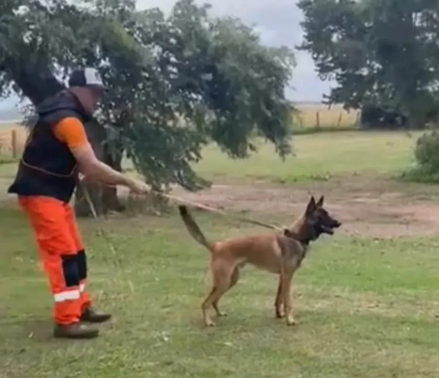 WhatsApp Image 2026-03-16 at 21.24.15perro1