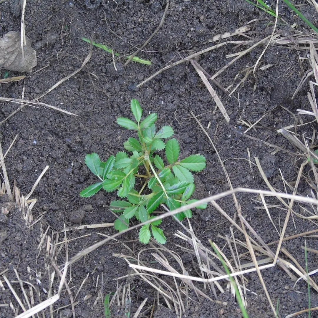 WhatsApp Image 2025-12-18 at 09.19.52laspiur677