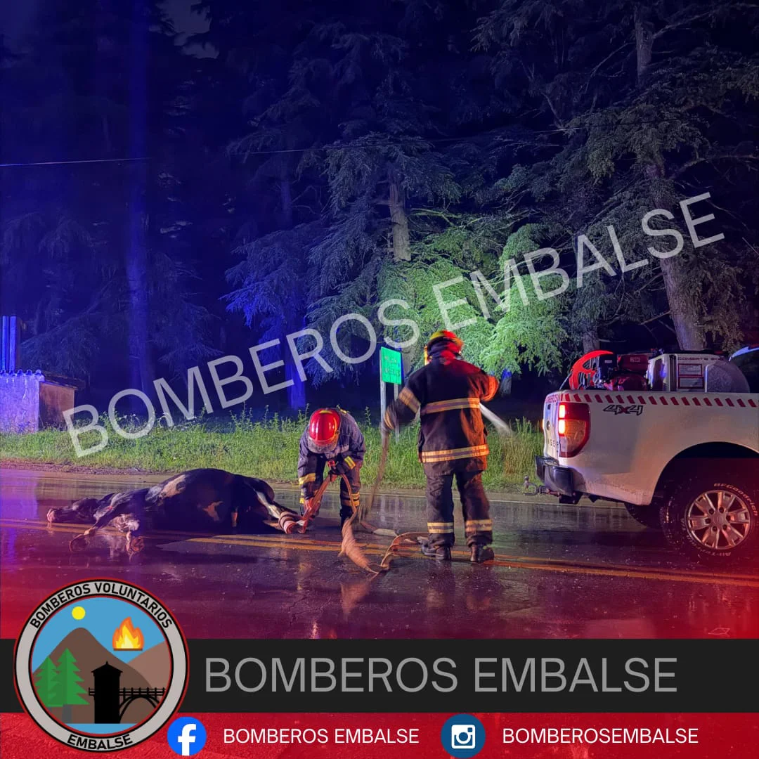 WhatsApp Image 2026-02-22 at 21.44.58caballos1