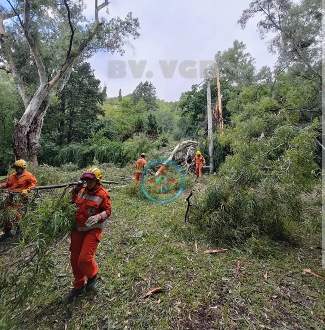 WhatsApp Image 2026-02-16 at 10.44.57arbol belgrano1