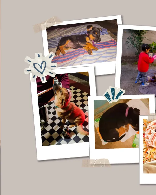 c99af8d6-7643-439d-904b-e8b0a706caacperros2