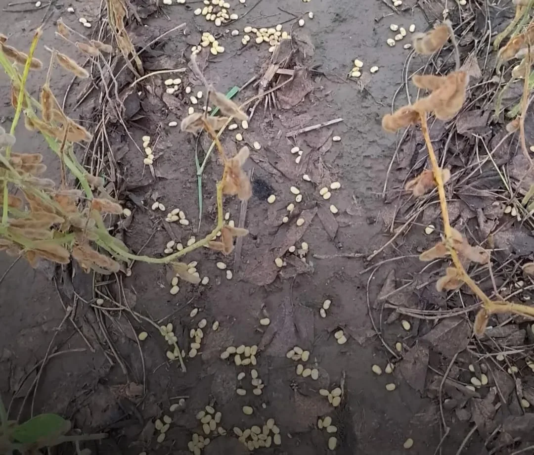 WhatsApp Image 2026-04-04 at 21.16.50deheza45