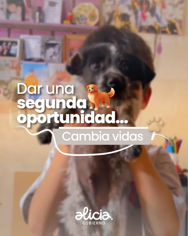 0d0efda4-1076-40f9-839d-bd679ac9cabfperros1