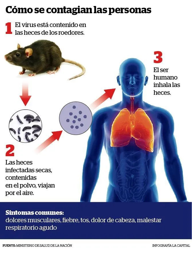 fiebre hgemorragica1