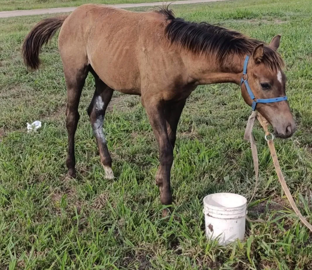 WhatsApp Image 2026-02-08 at 23.16.50potrillo1