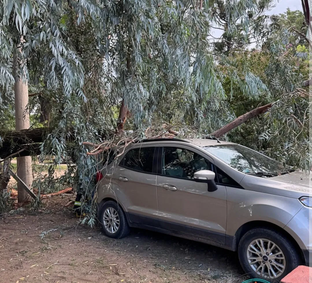 WhatsApp Image 2026-01-28 at 20.09.38arbol caido portada