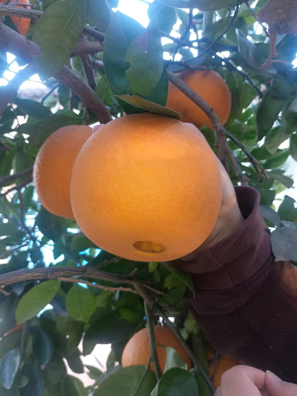 bf5bca55-186a-4f10-9e10-904dcf8bb4f6naranja2