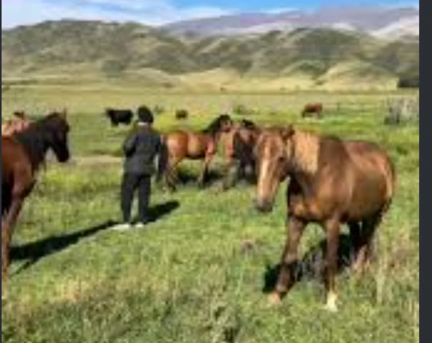852c1ae0-5c9d-493f-82f3-f0384e629f3bCABALLO2