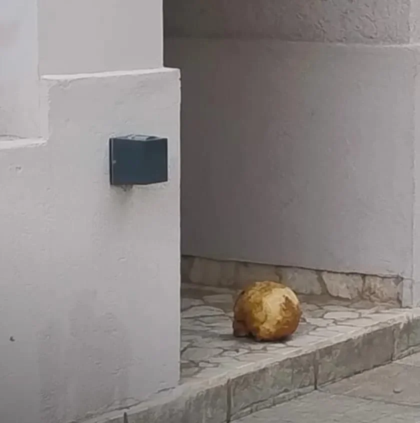 WhatsApp Image 2026-03-19 at 19.01.12craneo2