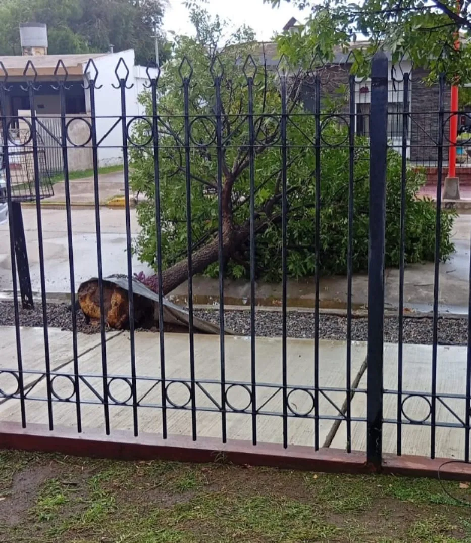 WhatsApp Image 2026-02-16 at 10.43.44arbol arroyito1