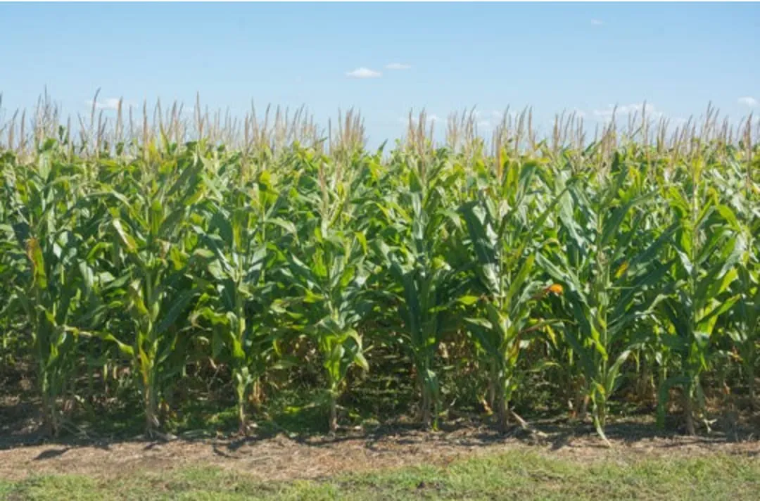 WhatsApp Image 2026-01-04 at 22.46.00monnte cultivos11