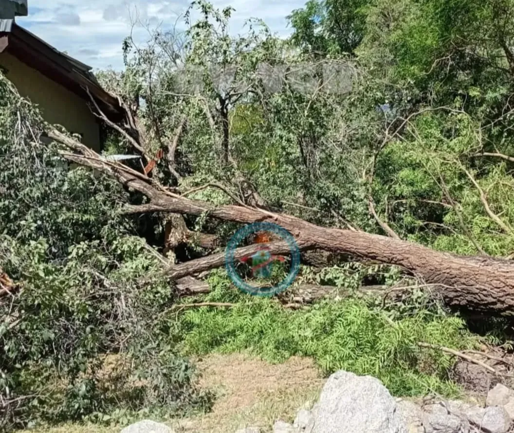 WhatsApp Image 2026-02-19 at 19.50.53arbol blegrano2