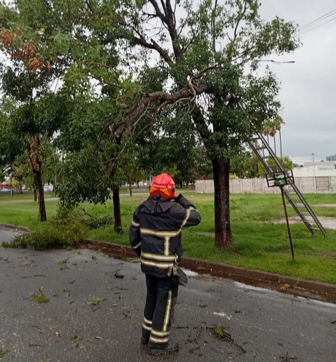 WhatsApp Image 2026-02-16 at 10.55.48arbol las vasrollas1