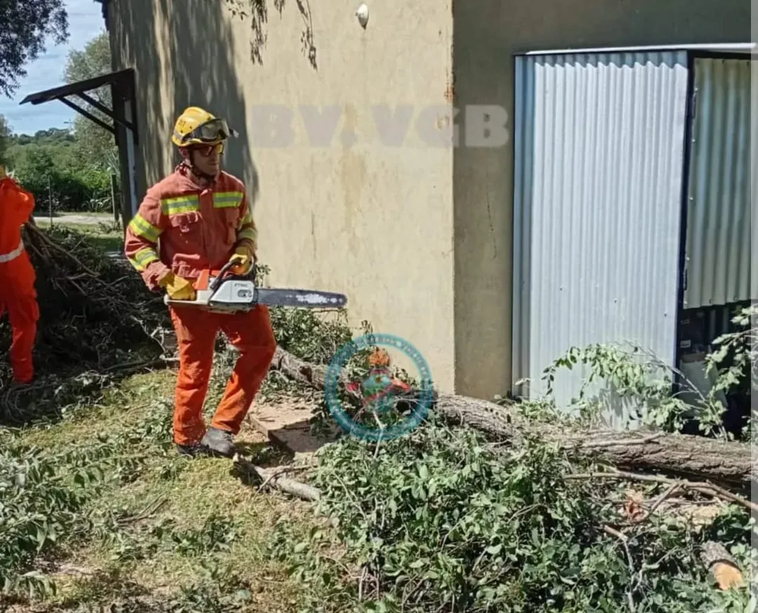 WhatsApp Image 2026-02-19 at 19.50.53arbol belgrano1