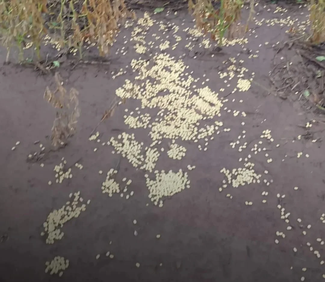 WhatsApp Image 2026-04-04 at 21.16.50dejeza66