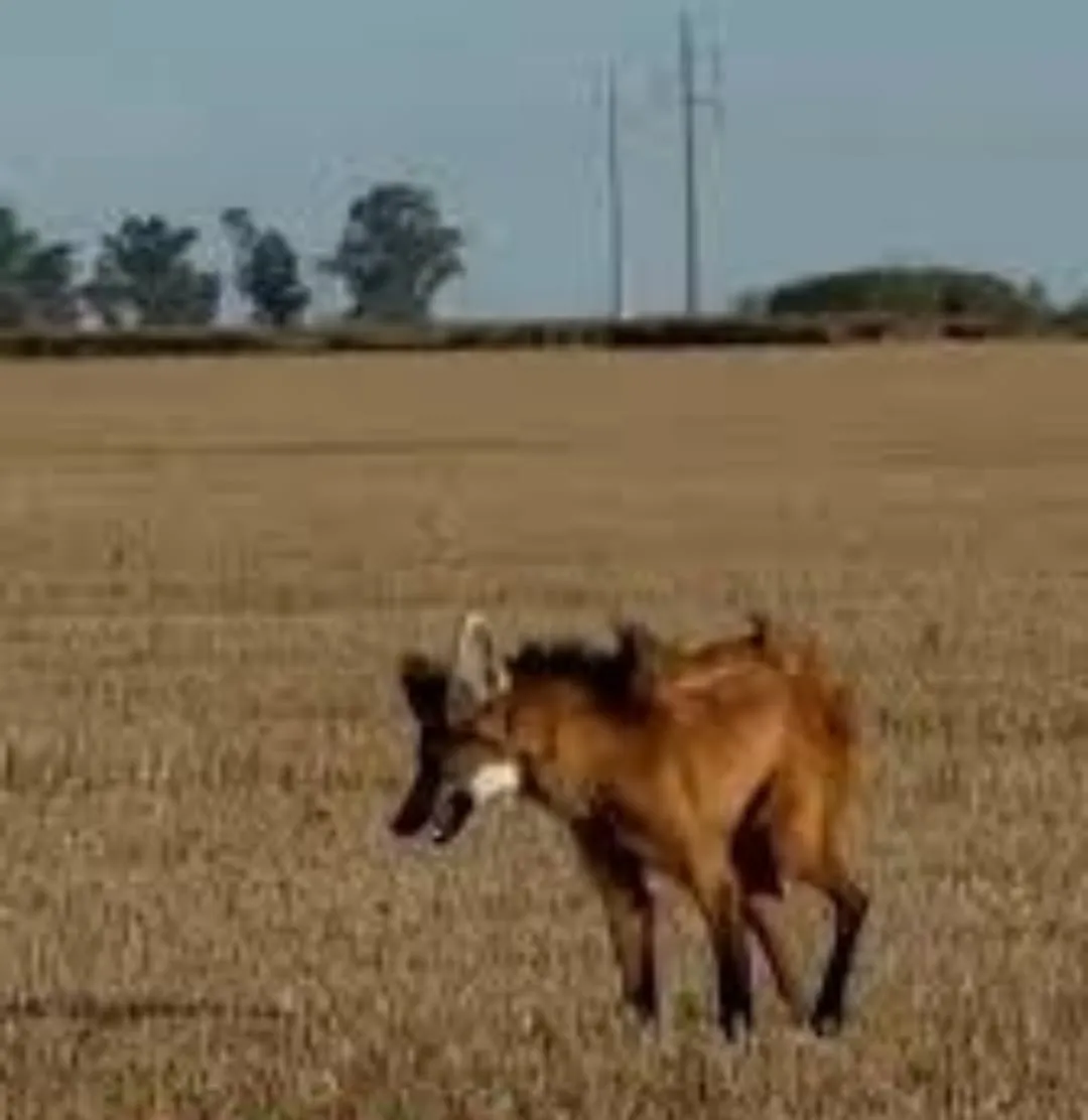 WhatsApp Image 2025-12-20 at 11.04.07guazu2