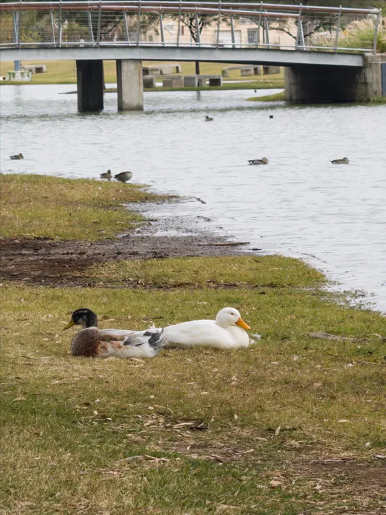 a63d2341-6dee-426f-9bf7-b796e4aef251PATITOS888
