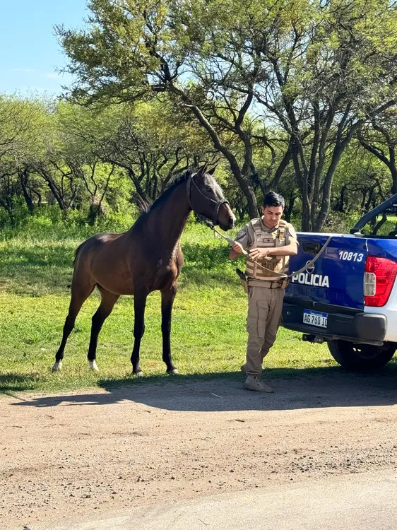 operativo caballos2