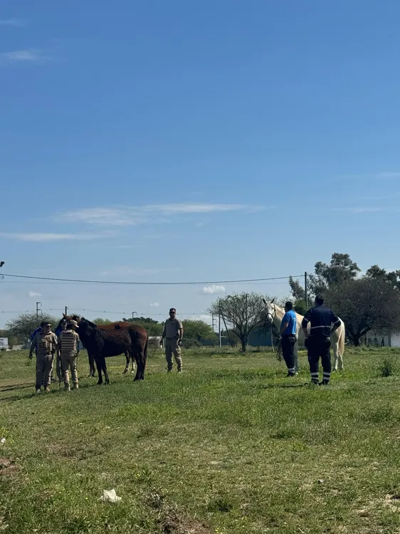 operastivo casballo1