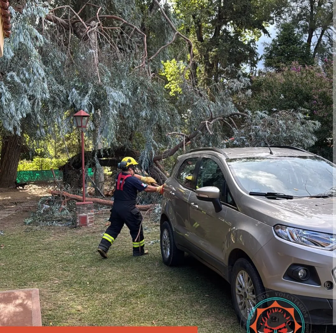 WhatsApp Image 2026-01-28 at 20.09.38arbol caido2