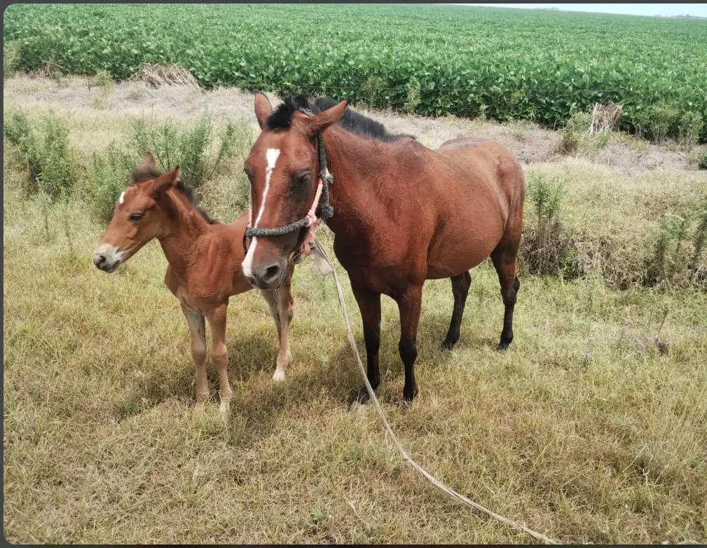 WhatsApp Image 2026-01-28 at 09.36.50equinso3