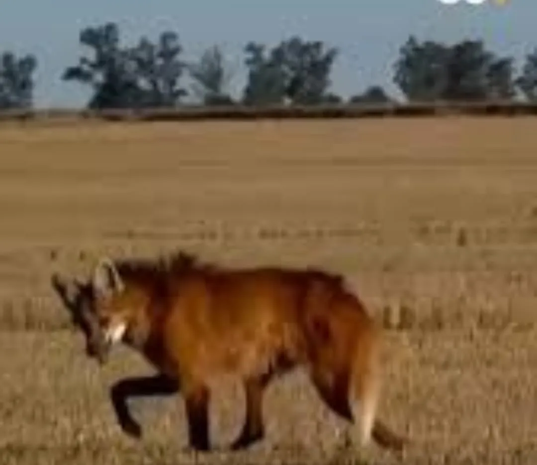 WhatsApp Image 2025-12-20 at 11.04.06guazu1