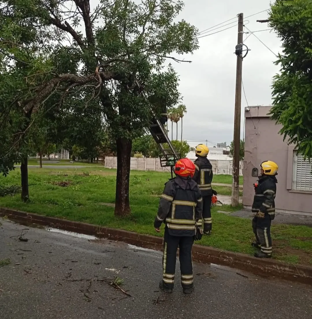 WhatsApp Image 2026-02-16 at 10.55.48arbol varillas2