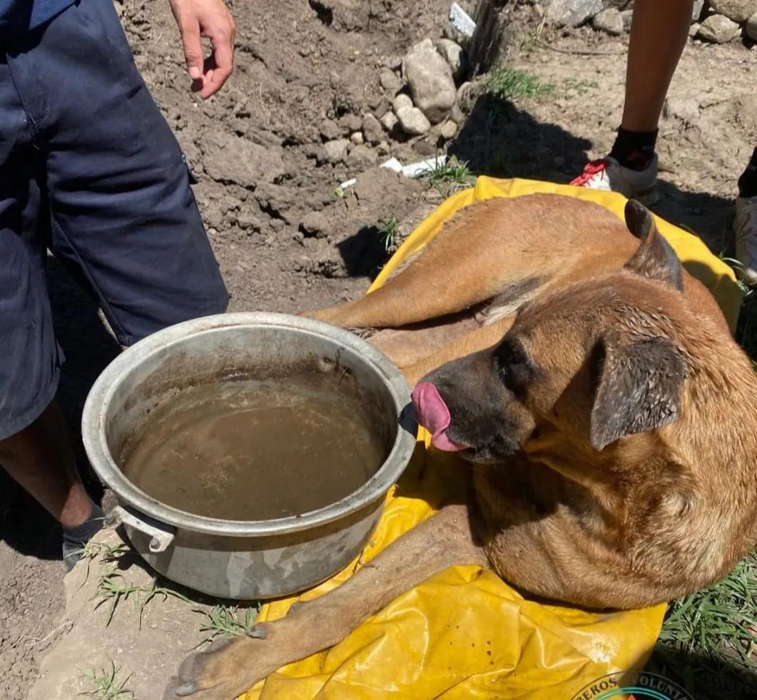 WhatsApp Image 2026-02-16 at 20.55.23rerscate perro1