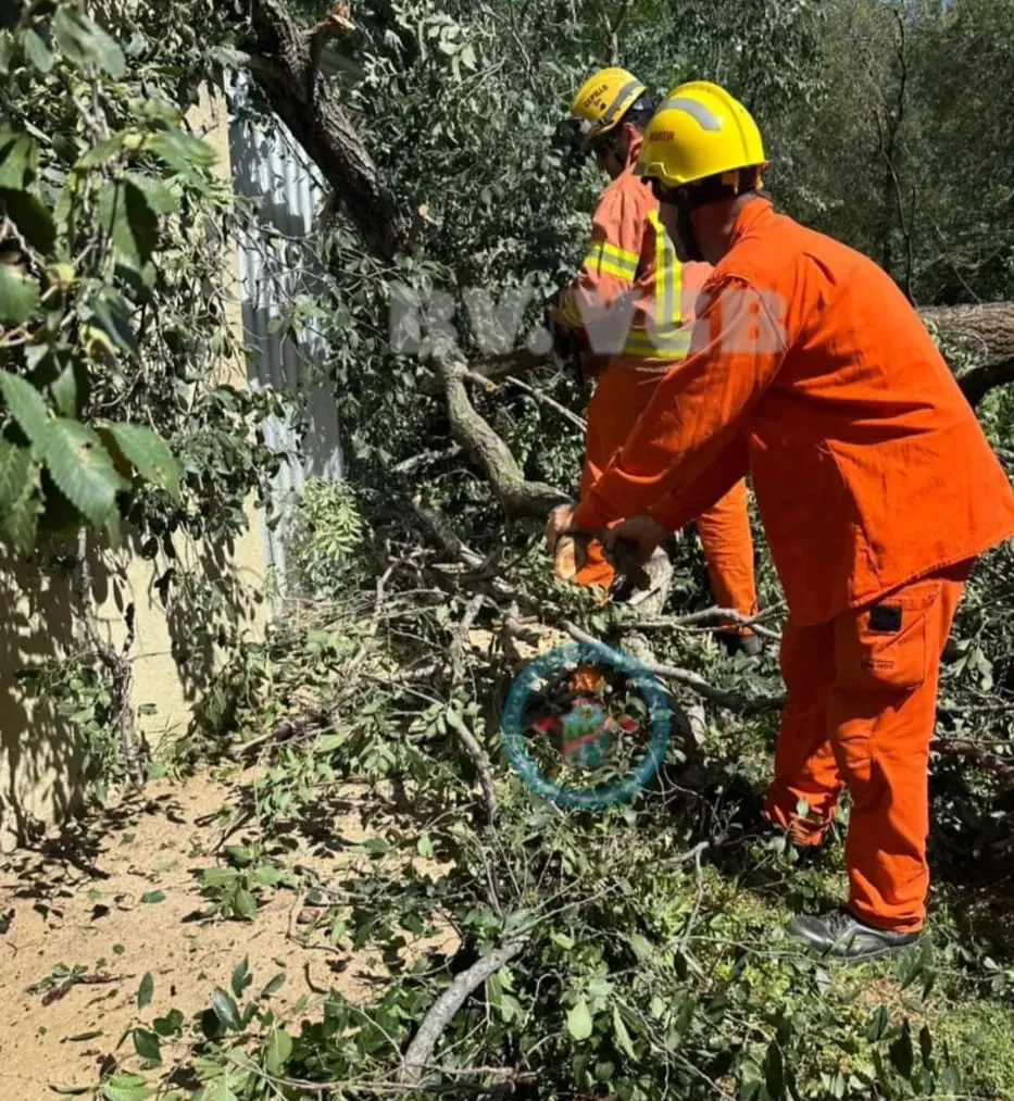 WhatsApp Image 2026-02-19 at 19.50.55arbol blegrano5959