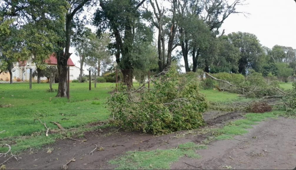 WhatsApp Image 2026-03-03 at 20.49.22colonia5050