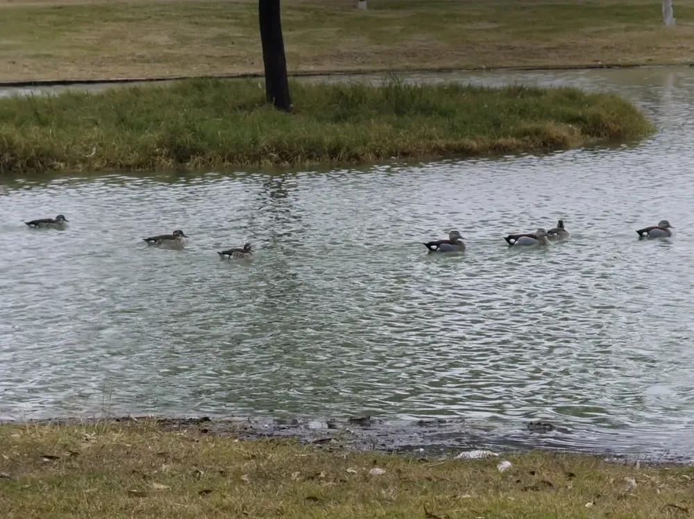 931e6f7f-80dd-4b95-b099-06f340cca354PATITO2
