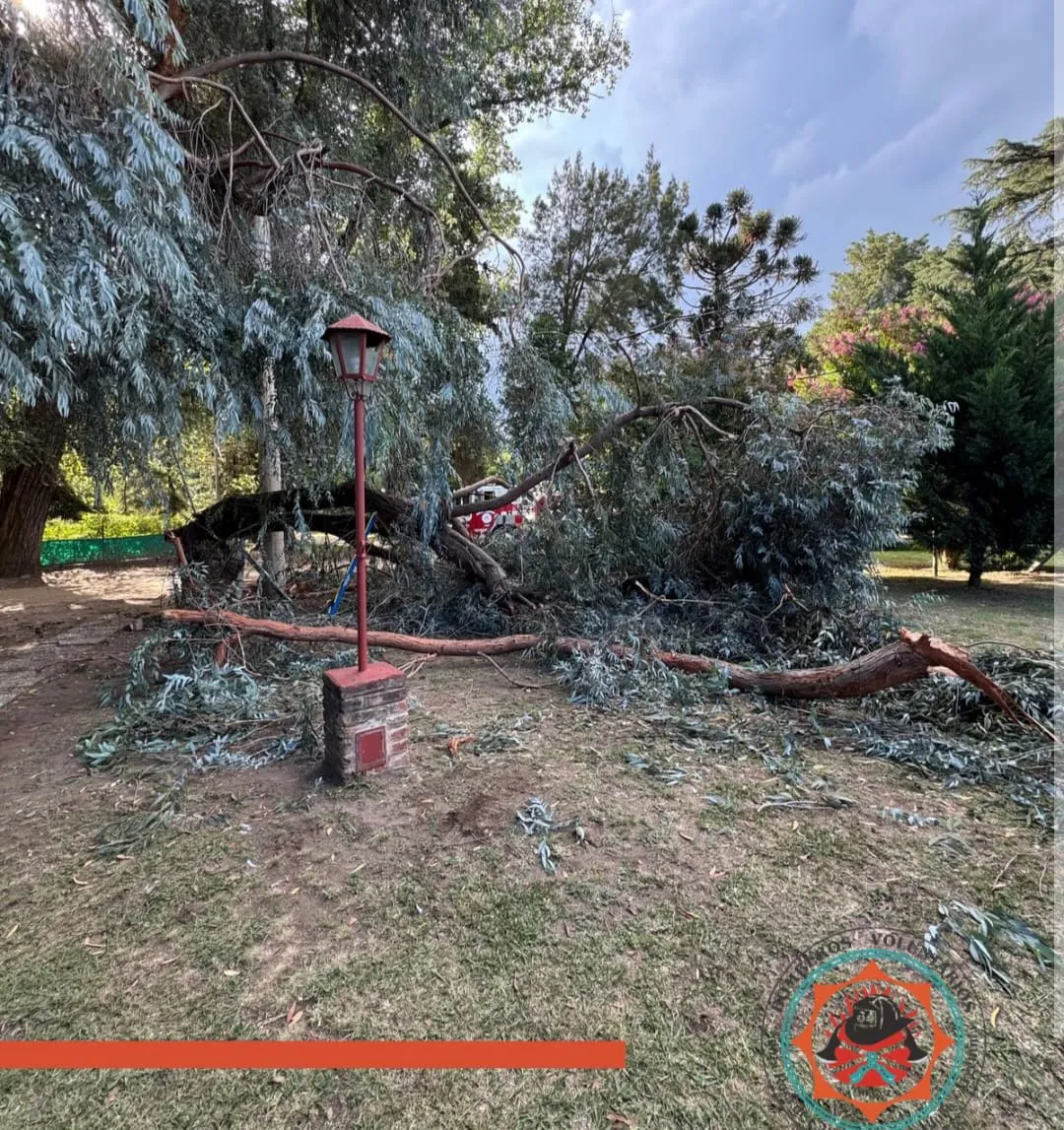 WhatsApp Image 2026-01-28 at 20.09.38arbol caido21