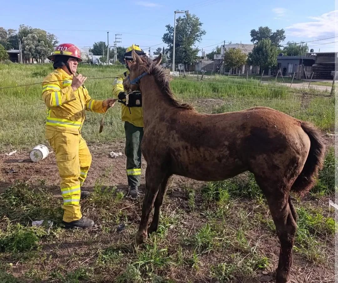 WhatsApp Image 2026-02-08 at 23.16.50potrillo2